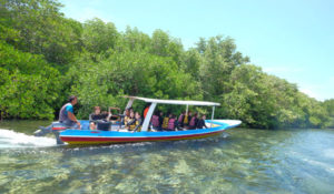 Enjoy mangrove tour in Benoa
